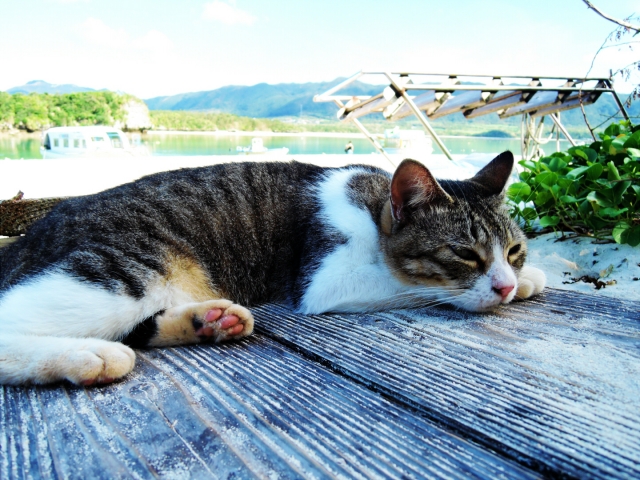 川平湾の猫