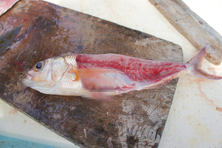 石垣島の海業観光で釣れた魚