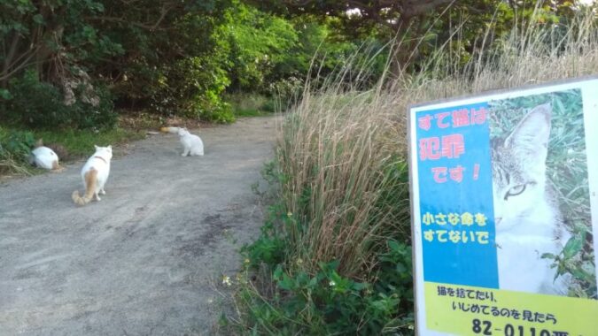 捨て猫が集まった「南ぬ島緑地公園」の一角にある通称「猫島」