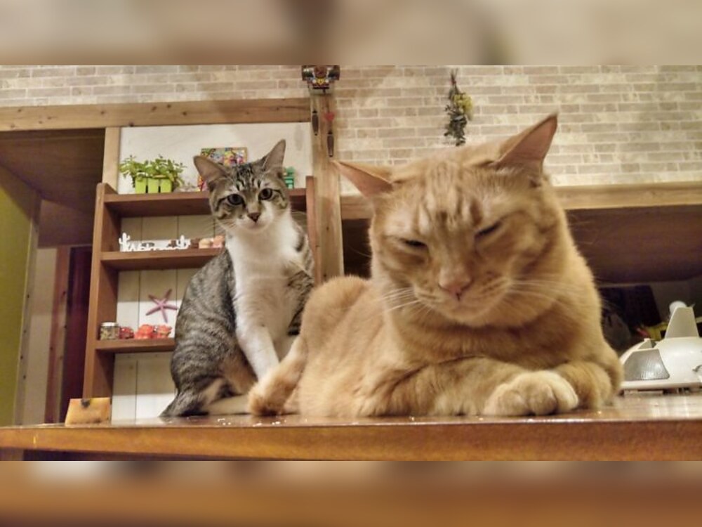 「ishigaki atelier_ma-ru.」のマスコット猫「ぽえ専務」と「くくる社長」です！